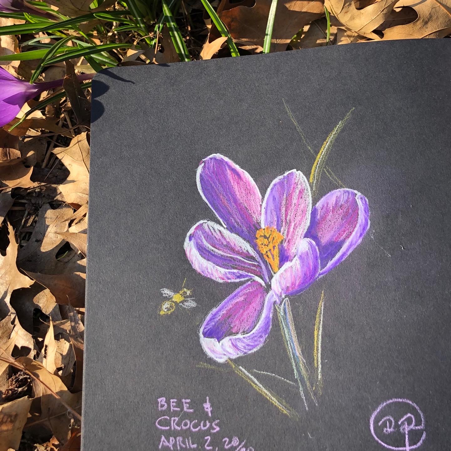 David Roberts, "Celebrating the Expected," Colored Pencil on Black